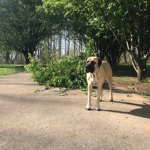 Meet your Posher, Shanda